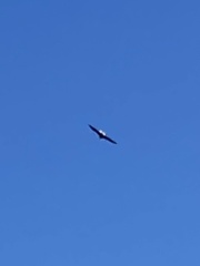 Haliaeetus leucocephalus