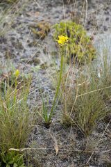 Bulbine abyssinica