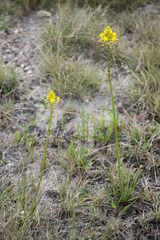Bulbine abyssinica