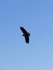 Haliaeetus leucocephalus