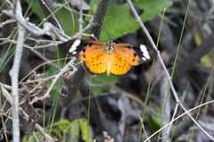Acraea encedon