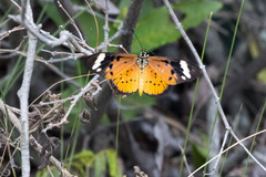 Acraea encedon