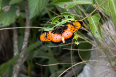 Acraea natalica