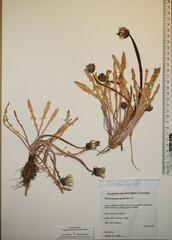 Taraxacum cognatum