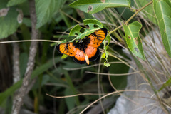 Acraea natalica