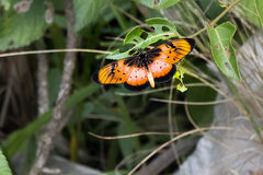 Acraea natalica