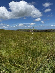 Chlorophytum krookianum
