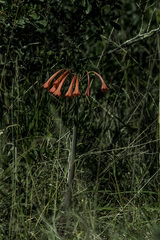Cyrtanthus contractus