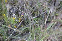 Paspalum monostachyum