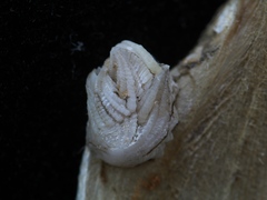 Rostratoverruca koehleri