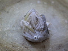 Rostratoverruca koehleri