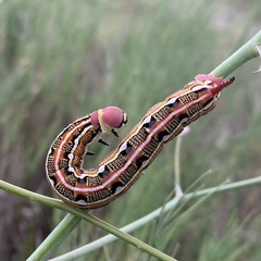 Hyles livornica