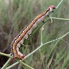 Hyles livornica