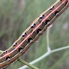 Hyles livornica