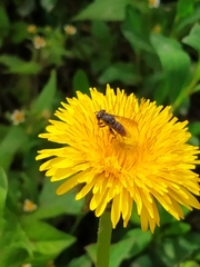 Eristalini