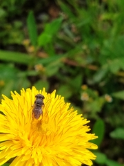 Eristalini