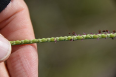 Paspalum monostachyum