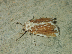 Pseudoadites frigida