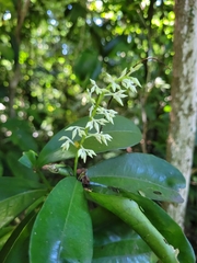 Rinorea