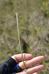 Paspalum monostachyum