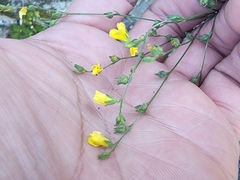 Linum nelsonii