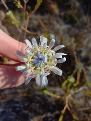 Lachnaea filamentosa