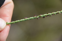 Paspalum monostachyum