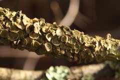 Melanohalea exasperata