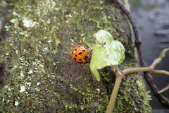 Harmonia dimidiata