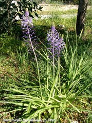 Scilla hyacinthoides