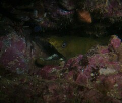 Gymnothorax castaneus