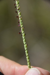 Paspalum monostachyum