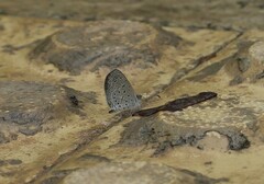 Zizula hylax pygmaea