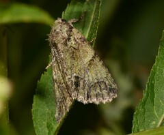 Polyphaenis sericata
