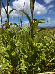 Helichrysum nudifolium