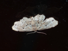 Araeopteronini