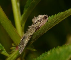 Polyphaenis sericata
