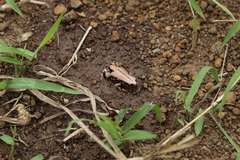 Phrynomantis bifasciatus