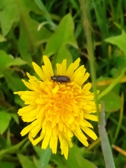 Astylus bourgeoisi