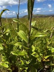Helichrysum nudifolium