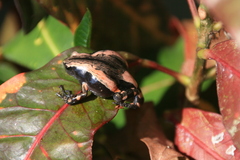 Phrynomantis bifasciatus