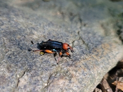 Lasiocnemoides ruficollis