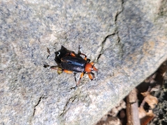 Lasiocnemoides ruficollis