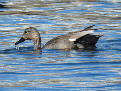 Mareca strepera strepera