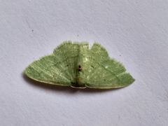 Chlorissa attenuata