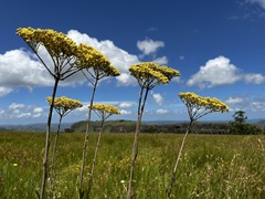 Helichrysum nudifolium