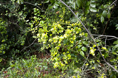Carissa bispinosa