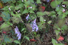 Aconitum hemsleyanum