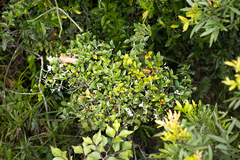Carissa bispinosa