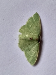 Chlorissa attenuata